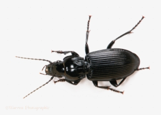 Black Beetle Png File - Black Ground Beetle Uk #5230934