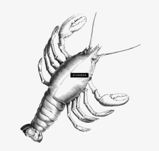 Cancer - Cancer Constellation #5231343