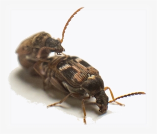 Pics\wut 6874 Copy Edited - Net-winged Insects #5232002