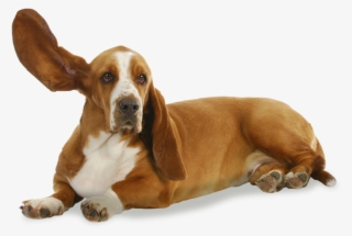 Have You Heard - Basset Hound Colores Rojo Y Blanco #5238716