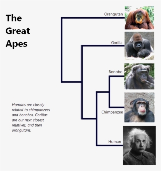 The Great Apes - Phylogenetic Tree For Great Apes #5243638