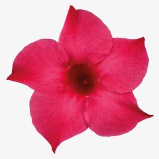 Sundaville Pink - Rocktrumpet #5245509