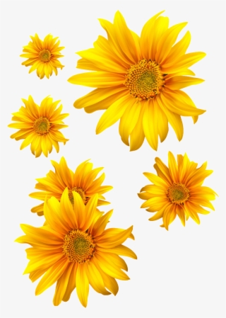 A Golden Yellow Sunflower With Transparent - 向日葵 矢量 #5246060