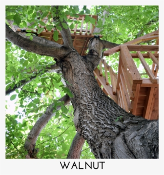 Walnut Square Title - The Walnut #5249235