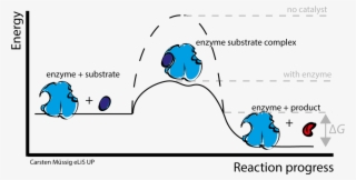 Enzyme Action - Enzyme Substrate Complex Graph #5254808