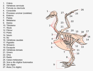 Esqueleto - Bird Skeleton #5255225