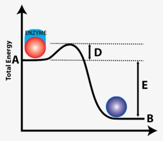 02a Activation Energy W Enzyme Lettered - Hidden Hunger Fertiliser Or Nutrient Supply #5255298