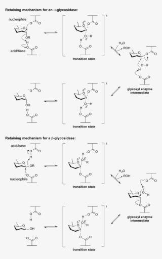 Retaining Glycosidase Mechanism - Retaining And Inverting Glycosidase #5255654
