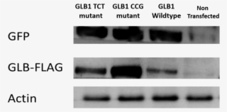 As Such, Any Change In Apparent Enzymatic Activity - Monochrome #5255882