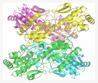Phosphofructokinase 1 #5255939