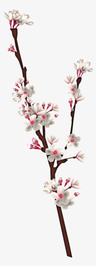 Cherry Blossom #5256012