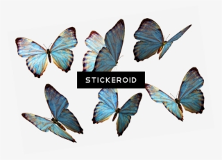 Butterflies - Floating Butterflies Png Transparent #5256557