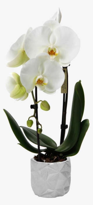 Flower - Acana Heritage Puppy & Junior #5256679