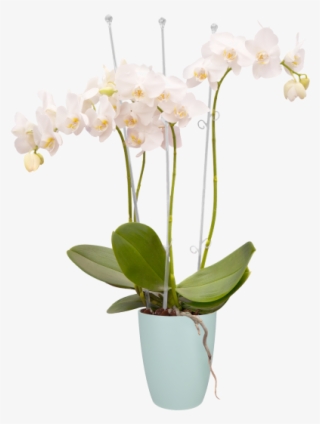 Home > Collection > Brussels Orchid High - Elho Brussels Orchid High 12,5cm Transparent Planters #5256733