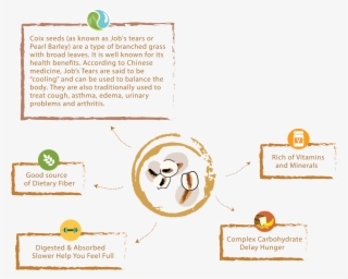 Png Barley Drawing Pearl Millet - Coix Seed Benefits #5257472
