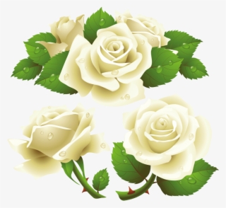 Free Png White Roses Png Images Transparent - White Roses Vector Png #5260997