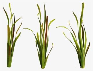 Related Wallpapers - Sea Plants Png #5261797