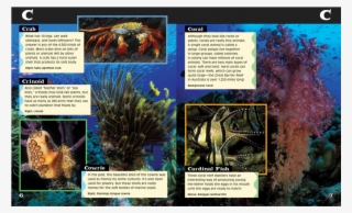 Ocean Life A To Z Book Page - Marine Biology #5262212
