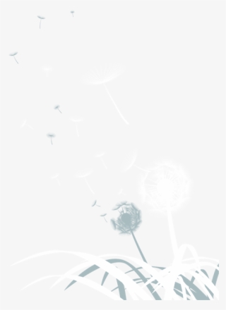 Dandelion Png Image Background - White #5262553