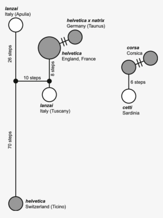 Parsimony Networks For Haplotypes Of Natrix Natrix - Common Fig #5262823