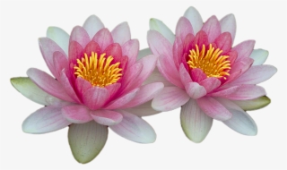 Water Lilies, Pink, Pink Water Lily, Aquatic Plant - ดอกบัว Png #5262929
