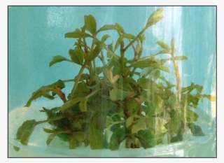 Shoots Of One Month Obtained From Adventitious Buds - Aquatic Plant #5263164