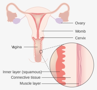 Open - Anatomy Of Vagina Wall #5264020