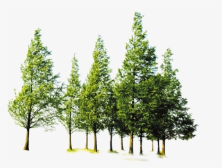 Clip Art Forest Trees Png - Png Format Trees Png #5264346