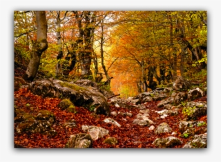 Durmitor Forest #5264565