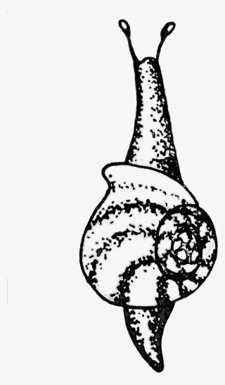 Caracol #5267334