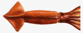 Wwf Seafood Guide Indicazioni Per Un Consumo Responsabile - Giant Squid #5271761