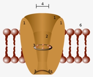 Ion Channel #5271990