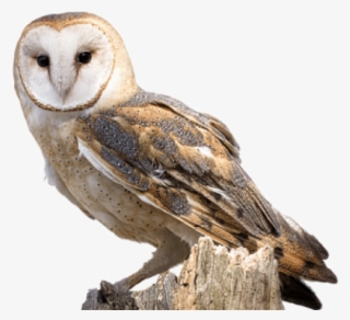 Owl Png Transparent Images - Hd Owls #5273201 Owl Png Transparent Images - Hd Owls #5273201