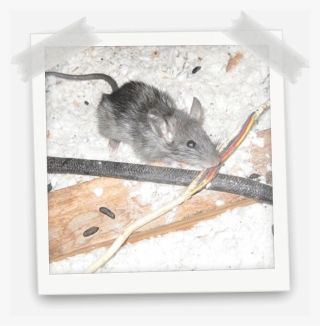 What Is Rodent / Mice / Rats - Bed Bug Bite #5281595