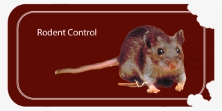Health Department - Mouse #5281705