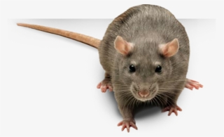 Image - Rat Face No Background #5282233
