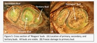 Make Several Cuts When You First Start Evaluating Buds - Medical Imaging #5283230