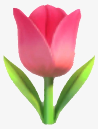 Emoji Tulip Flower Pink Pinkflower - Whatsapp Emoji Tulpe #5285464