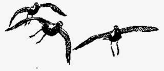 Bird American Crow Wing Common Raven Gulls - Bird #5285666