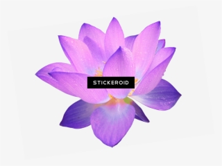 Purple Flower - Clip Art #5285672