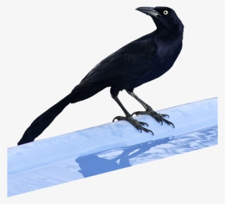 Type 2 Apartment Suite - Bungalow's #5286487