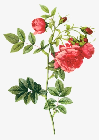 Pierre Joseph Redoute Rose Png #5287231