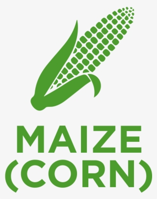 Maize , Also Known As Corn, Belongs To The Poaceae - Alcatel Submarine Networks Logo #5291351