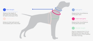 How To Measure Your Dogs Chest Girth Neck Back - Neck #5291852