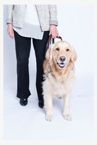 City Of Toronto On Twitter - Golden Retriever #5292428