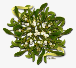 2017 01 06 Separateur Gui - Flower #5297311