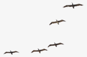 Flying Pelican Transparent Image - Flock #530175