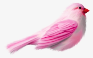 Rainbow Dreams - Güzel Kedi Resmi Indir #530280