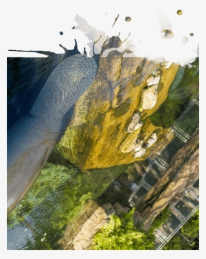 Manatee Rehabilitation Area - Manatee Rehabilitation #530776