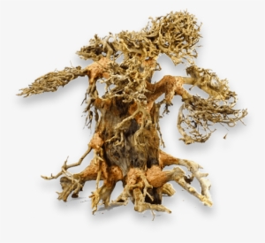 What's Bonsai Driftwood - Driftwood Bonsai Tree #531005